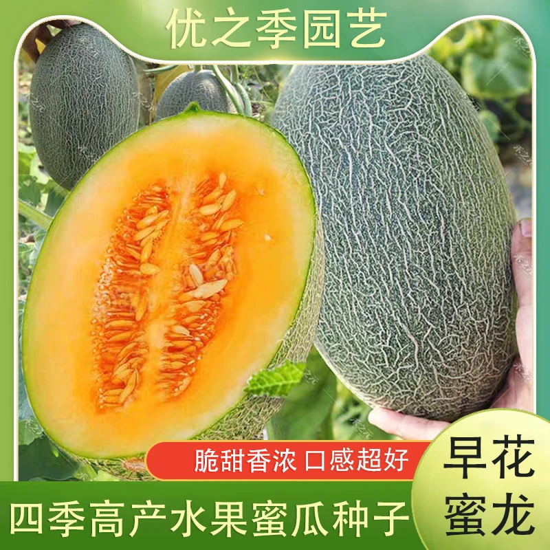 哈密瓜种子新疆哈蜜瓜种子四季蔬菜瓜果种子甜宝甜瓜种子佳品基地