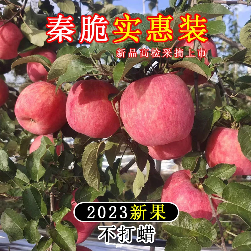 长武红秦脆瑞雪瑞阳高检苹果实惠装10斤新品种同城配送脆甜多汁