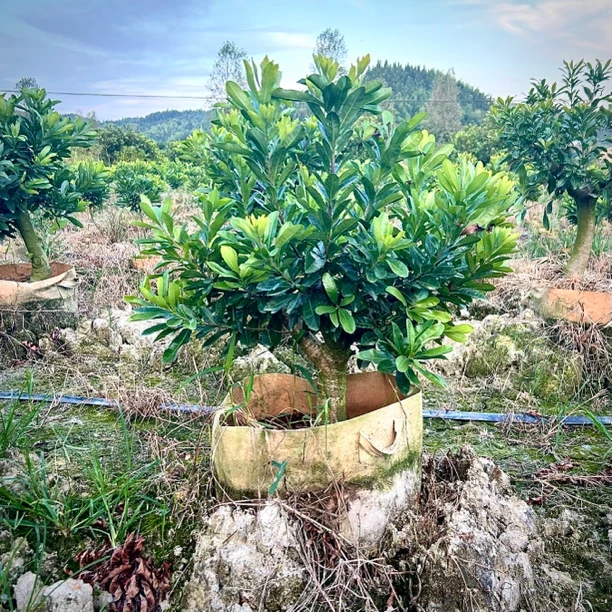 杨梅树苗老桩杨梅树苗杨梅树苗批发当年结果