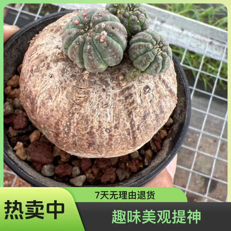 布纹球实生进口耐旱多肉植物欧系大戟块根多肉植物多肉盆栽仙人球