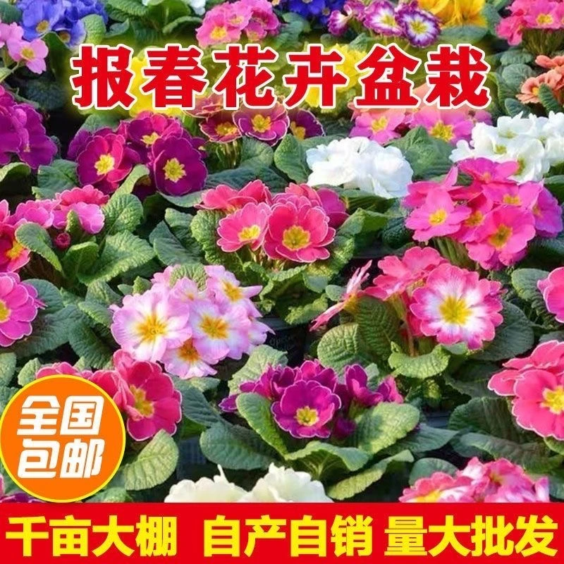 【一物一拍】开播福利报春花带花苞发货