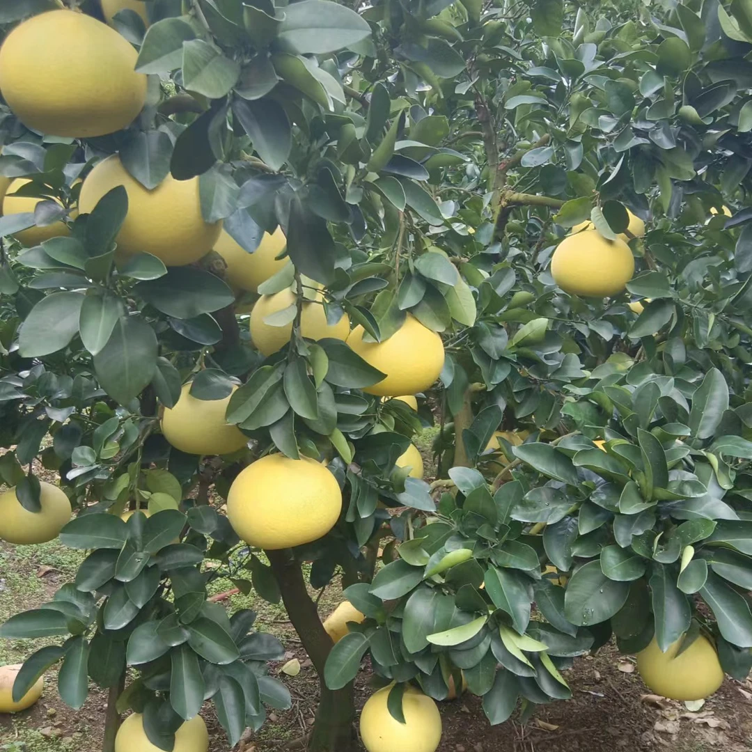 新鲜水果【早熟文旦】裂果花果丑果大小不耐放介意勿拍新鲜柚子白心
