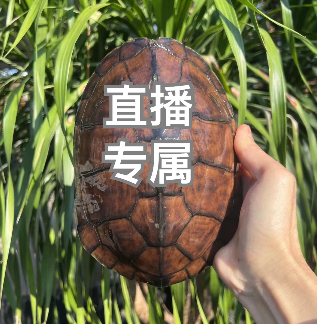 直播专属链接乌龟宠物龟