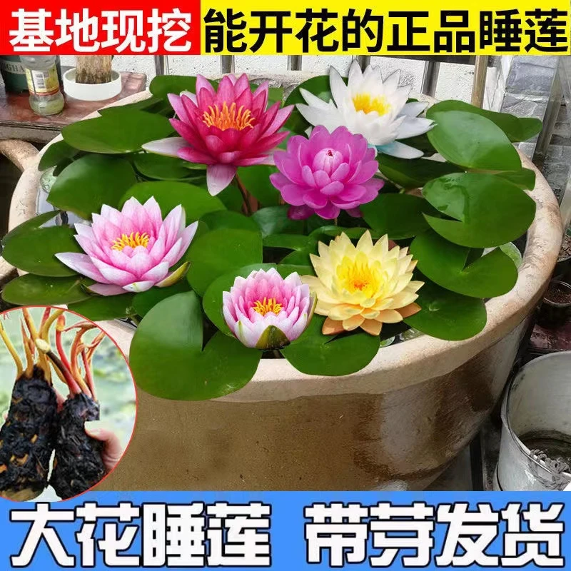 大睡莲根块池塘睡莲花无土水培睡莲盆栽花卉裸根耐寒花期两百多天
