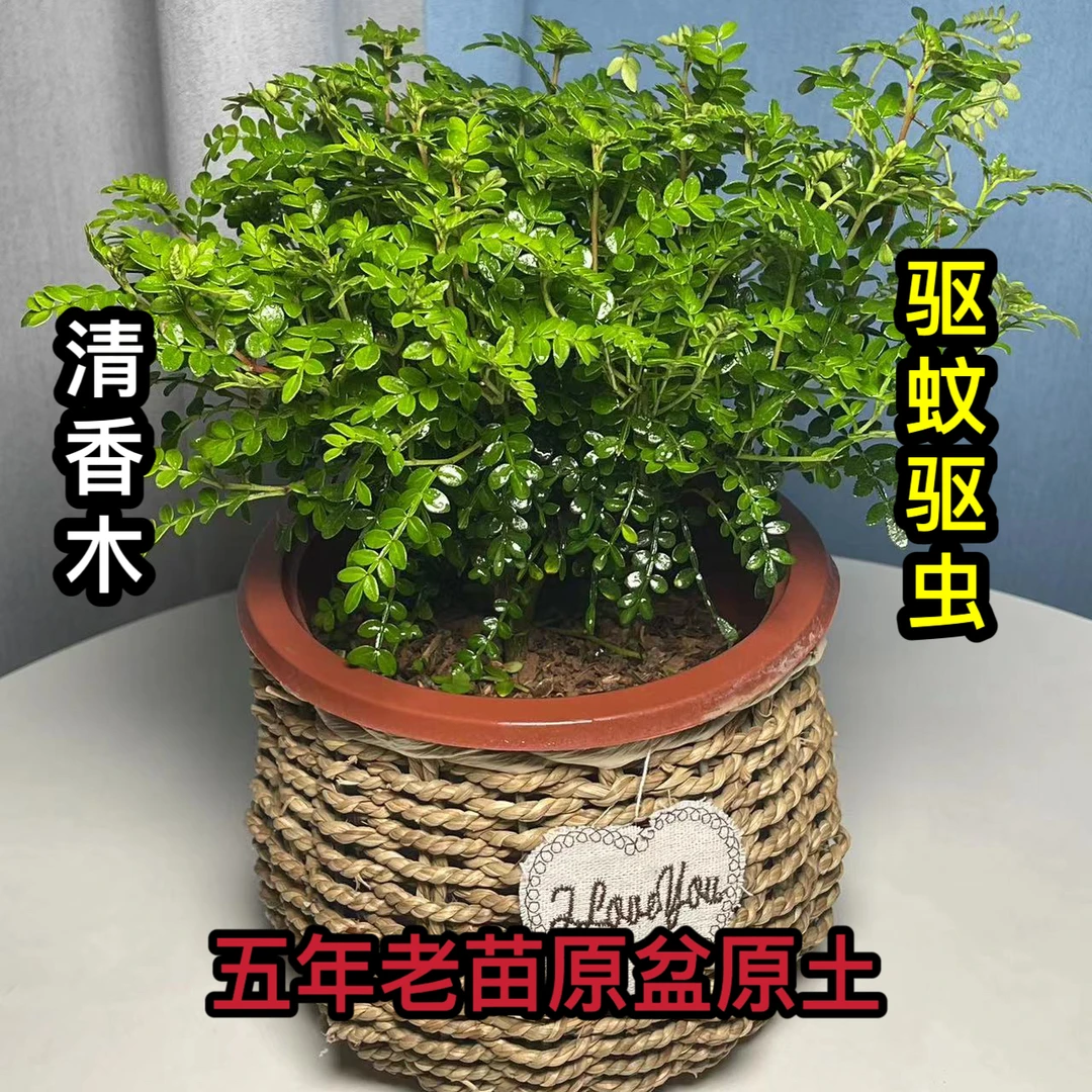 清香木盆栽正宗四季常青驱蚊虫植物绿植花卉客厅净化空气吸甲醛
