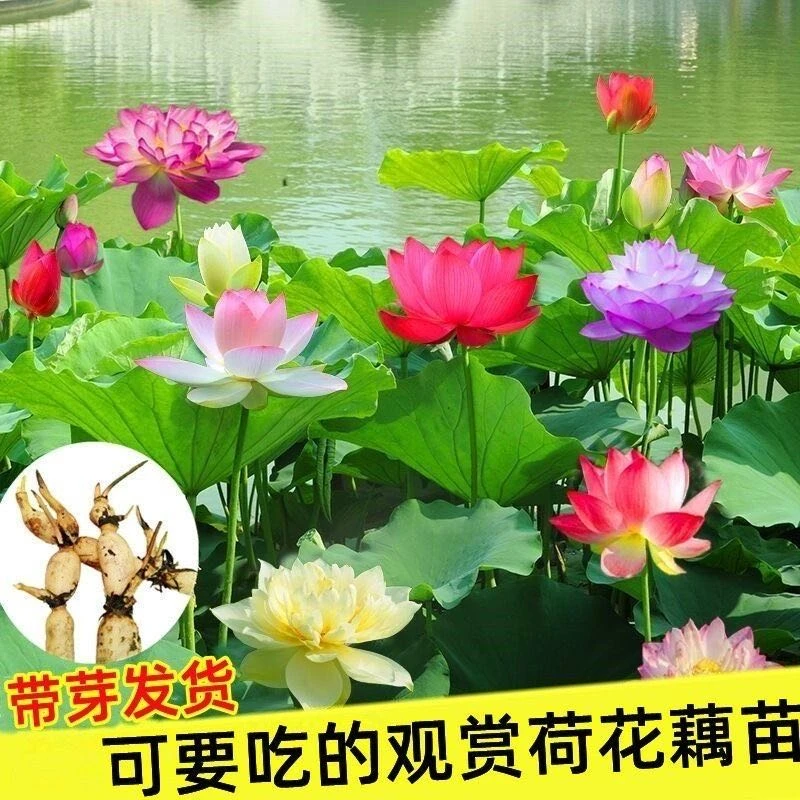 荷花藕种大型观赏荷花苗池塘水生客厅种根苗荷花缸养