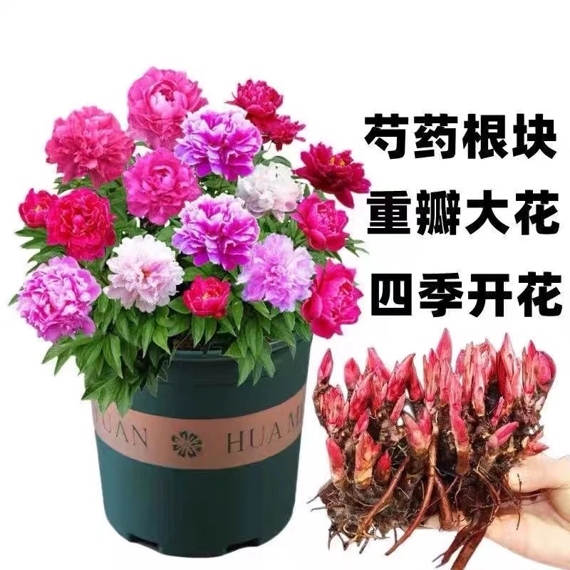 重瓣芍药庭院花卉四季芍药根块花卉大全花客厅摆放花苗种牡丹花苗