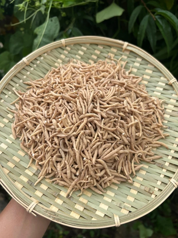 大山深处 太子参