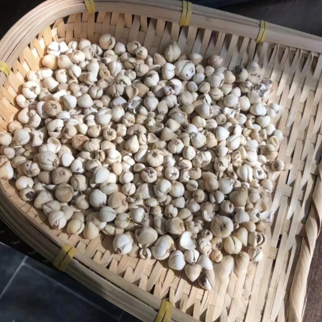 农家 山货 小贝母100克