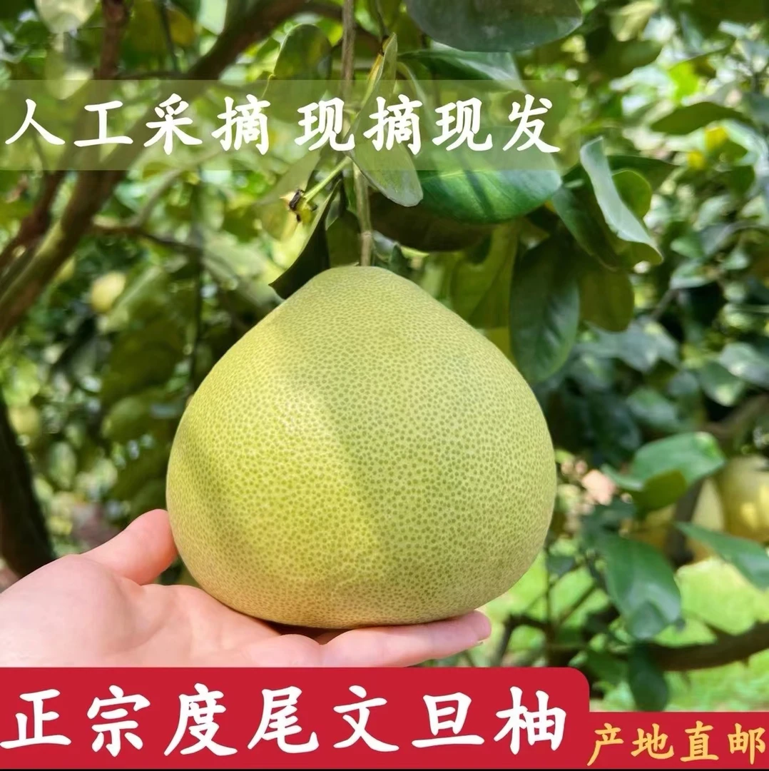 【针口果】度尾文旦柚正宗福建仙游蜜柚子自家果园现摘现发