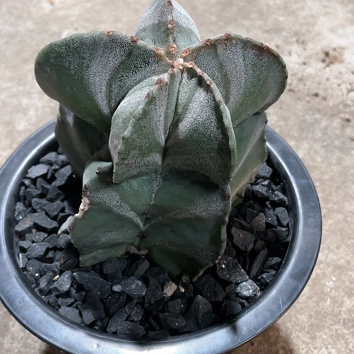 实生根怪桩银沙鸾凤玉