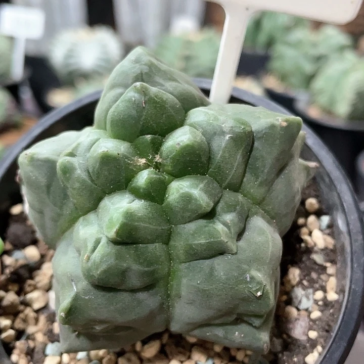 628实生根龟甲鸾凤玉7.7