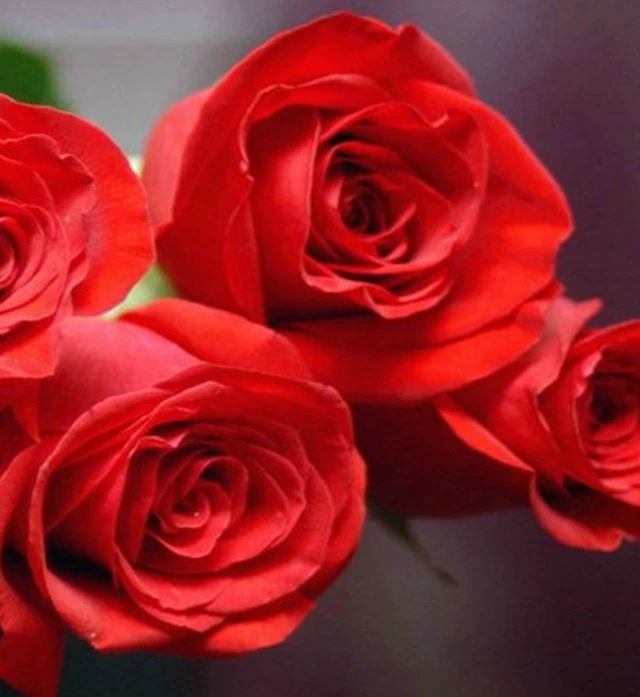 两只玫瑰包邮到家