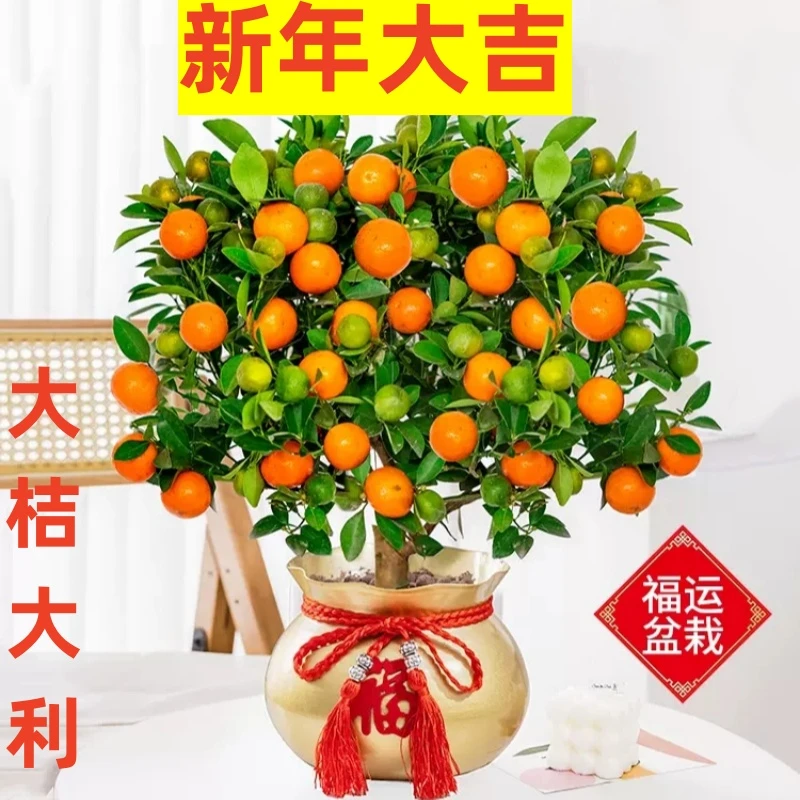 【年宵果树】四季金桔树苗盆栽带果客厅招财植物花卉绿植小橘子好养
