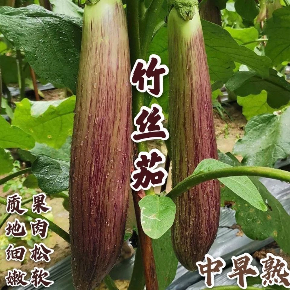 【1元抢10包蔬菜种子】特色竹丝茄花茄子种子早熟高产好吃春季秋季