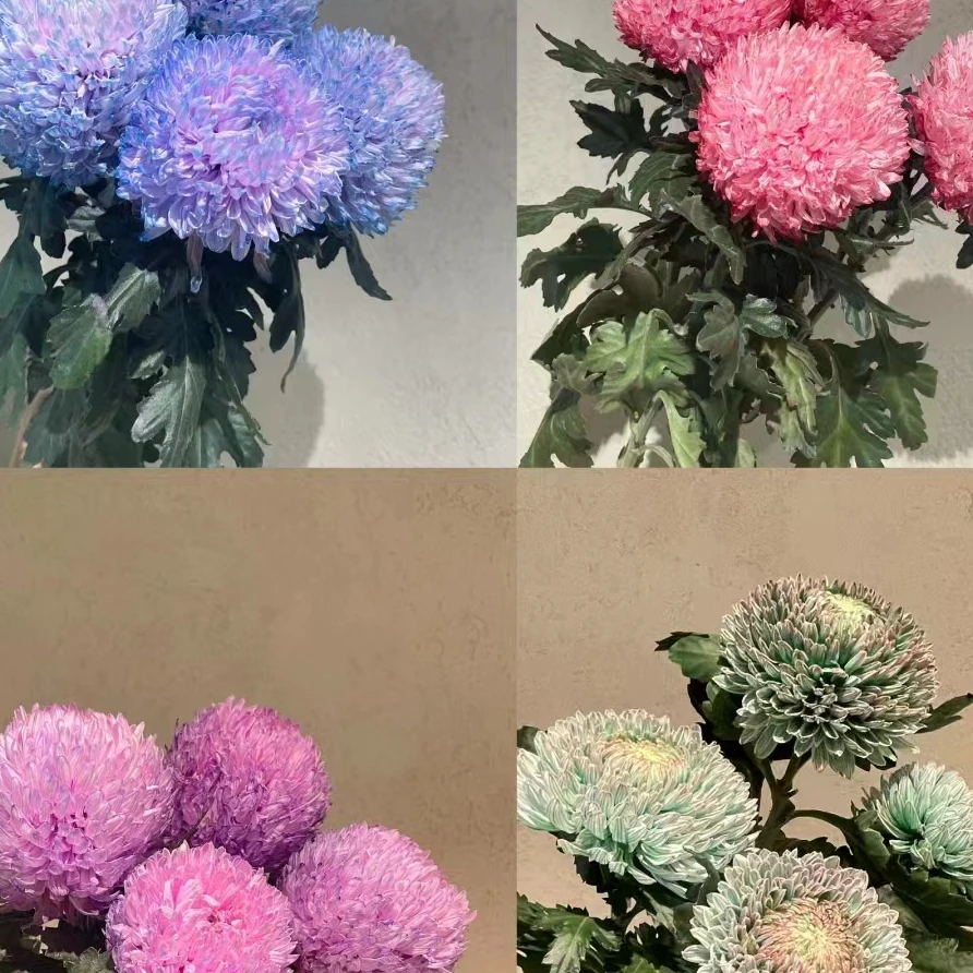 （新品上新）大型牡丹菊5支  一单包邮