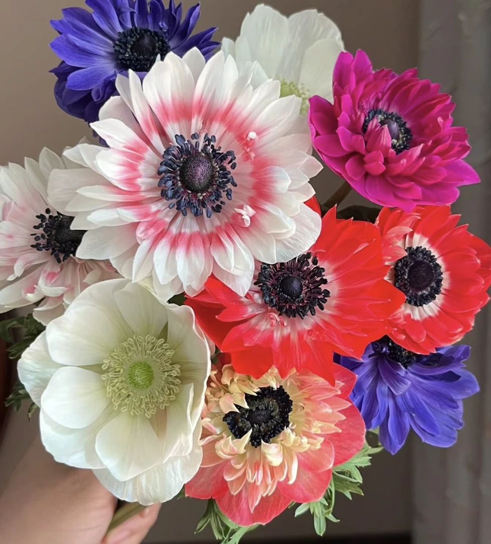 重瓣银莲 2把 好开好养颜值高 一单包邮