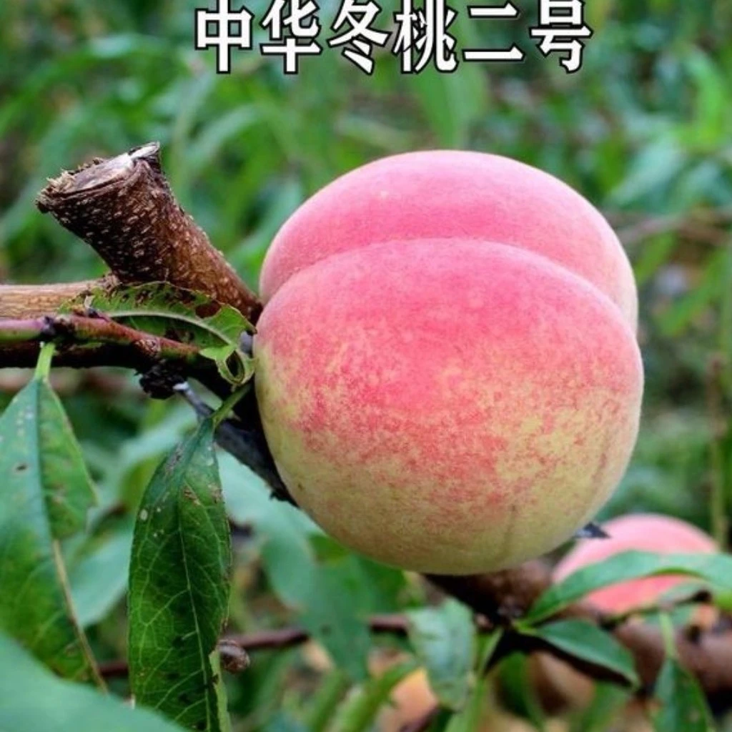 正宗中华二号冬桃树苗晚熟桃子树苗嫁接桃树苗南方北方四季种植苗