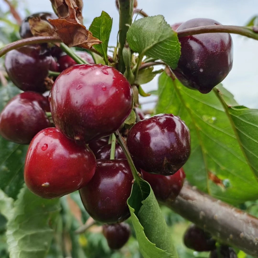 车厘子树苗樱桃树苖南方北方种植盆栽庭院果树矮化樱桃树大樱桃苗
