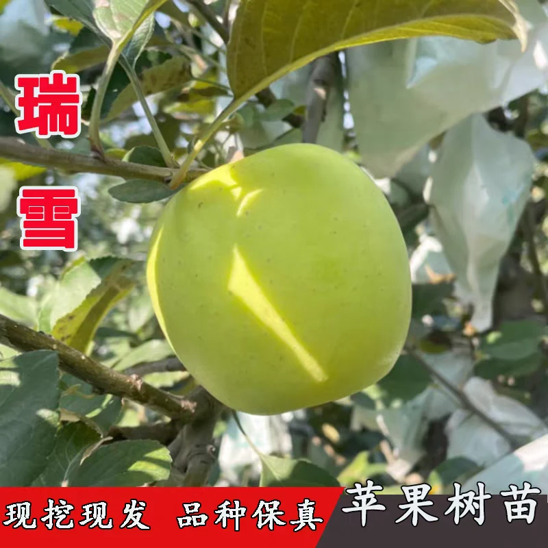 嫁接瑞雪苹果树苗晚熟脆甜青苹果树苗南方北方种植当年结果果树苗