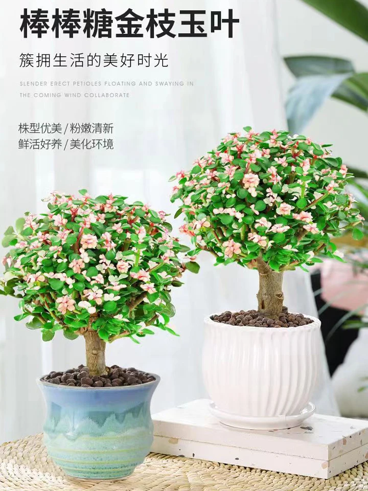 金枝玉叶盆栽养不死的室内绿植花卉雅乐之舞老桩造型多肉净化空气