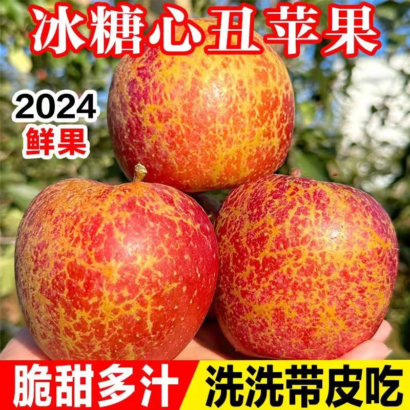 【丑苹果、云南昭通】高山苹果现摘现发 果园直达