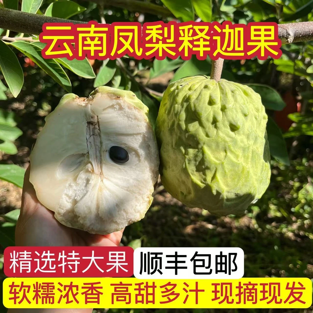 云南新鲜释迦果佛头果大理宾川纯甜牛奶凤梨释迦孕妇水果顺丰包邮