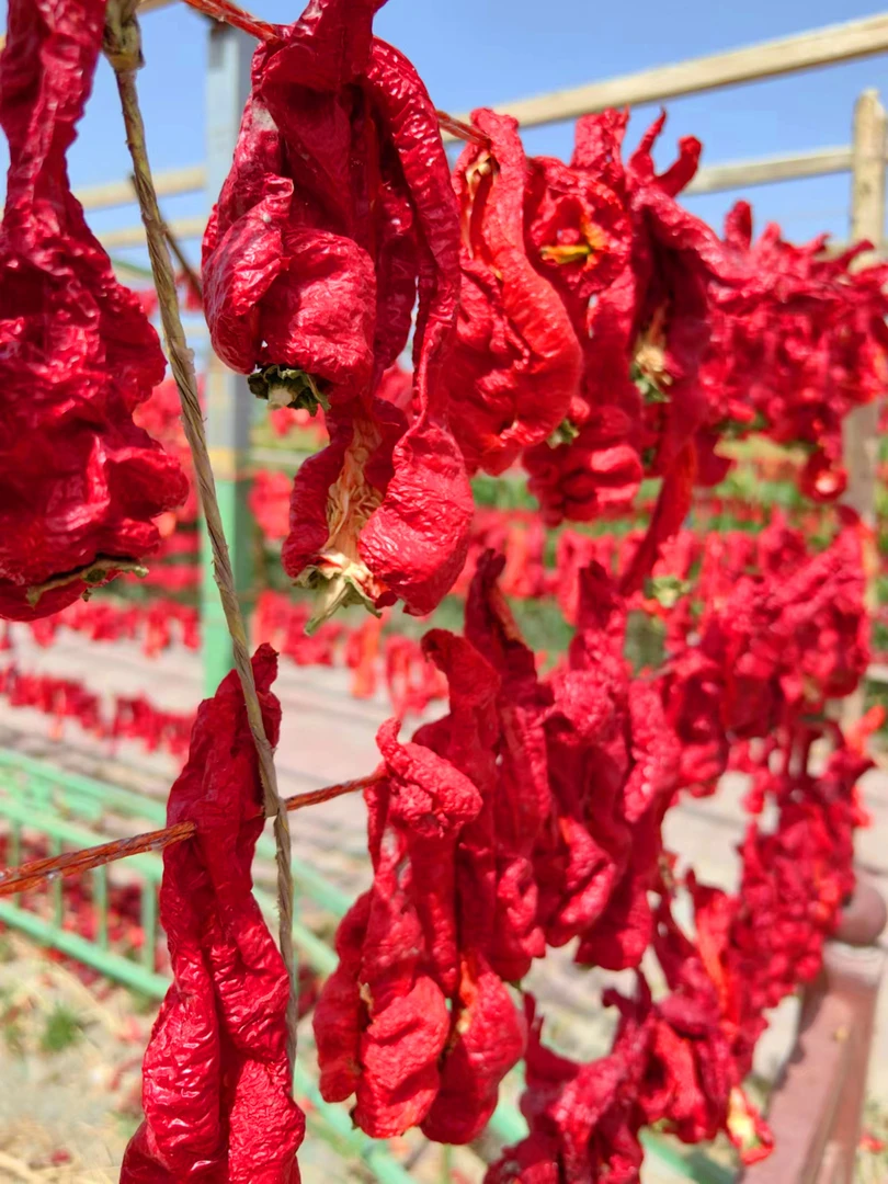 jiangyichu/疆艺厨新疆焉耆肉辣椒、吊杆肉辣椒500g*1或2袋