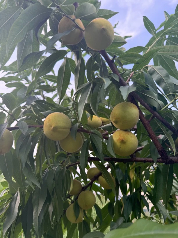 【普通快递】湖南青脆蜜桃净重1斤试吃 包邮现摘现发