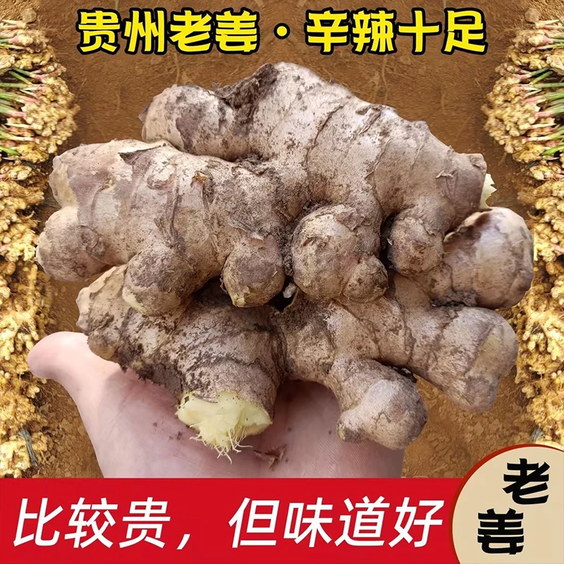 贵州老姜生姜老姜做饭月子姜味道浓郁包邮黄姜