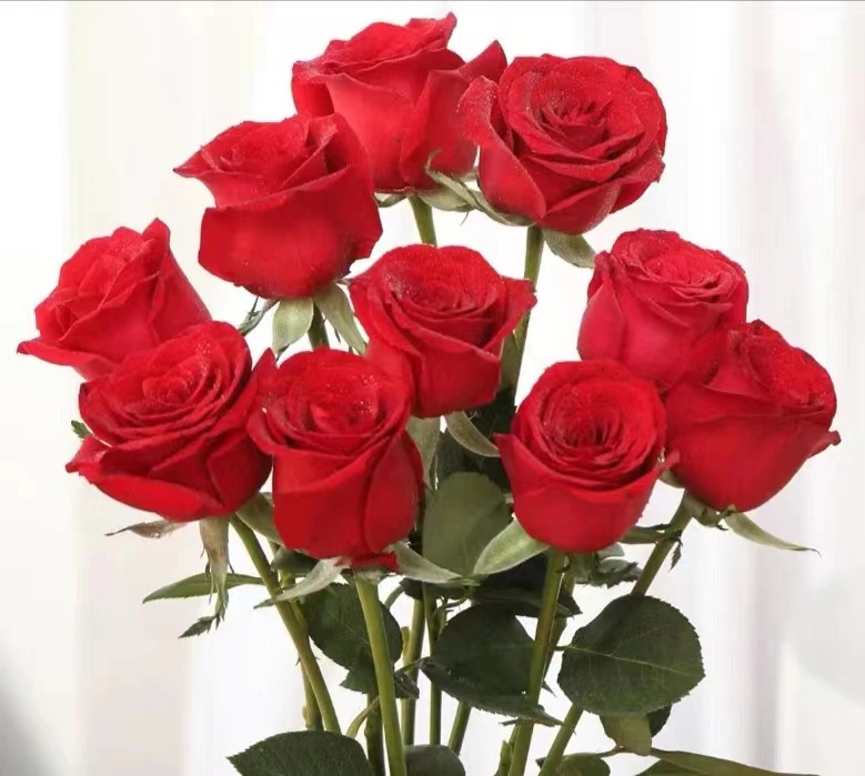 包邮鲜花  40枝玫瑰包邮（不指定品种两扎）