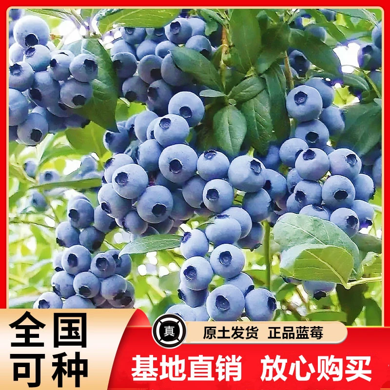 【原盆原土带花带果】大果纯甜蓝莓树苗带盆带土发货