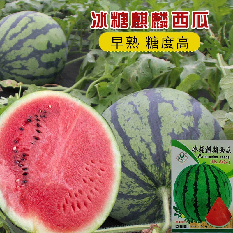 【新疆包邮-本地仓发货】冰糖麒麟西瓜种子种植栽培盆栽