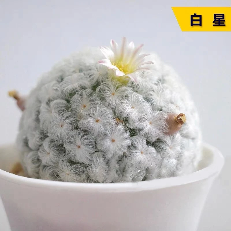 大号白星仙人球多肉植物一颗