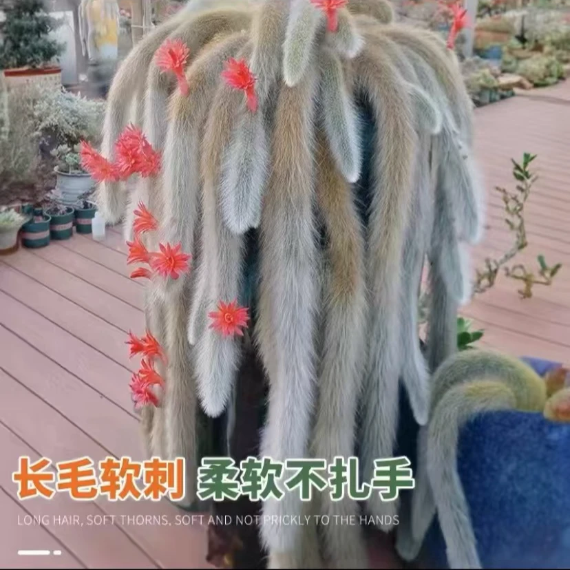 会开花长毛仙人球 九尾狐多肉植物