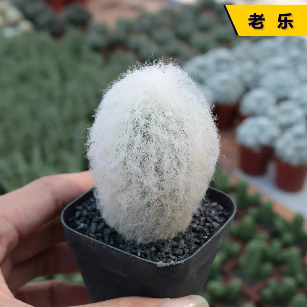 老乐仙人球 趣味软毛仙人柱多肉植物