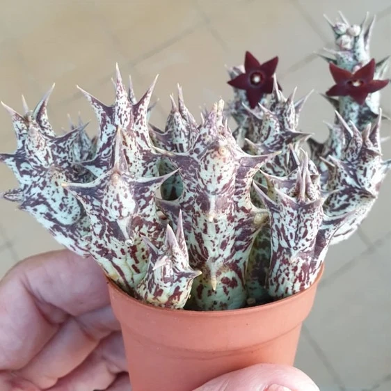 稀有贵货 紫龙角  整盆 裸根发货 满18包邮