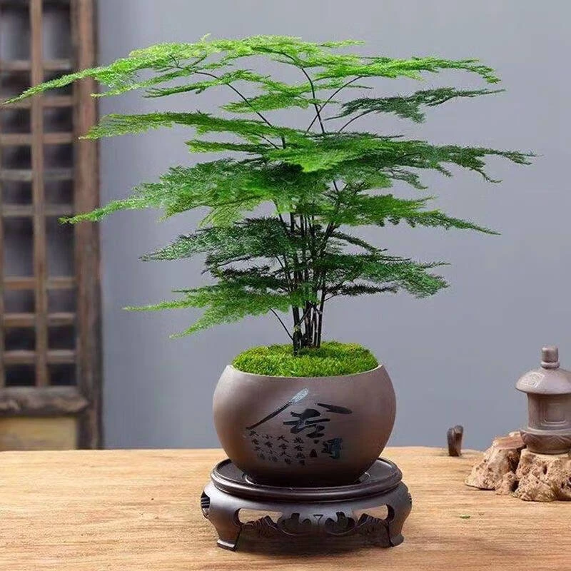 灵枫莱文竹盆栽室内懒人植物四季常青小植物高端文竹盆景好养易活