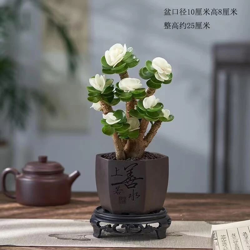 灵枫莱金钱木老桩多肉植物办公室内桌面盆栽绿植 金钱木带锦大