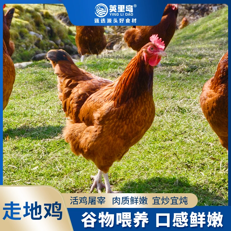 新鲜速冻三黄鸡走地鸡童子鸡700g*4只 肉质紧实营养丰富