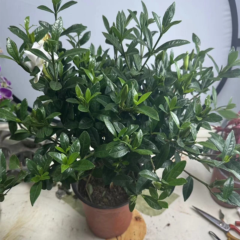 栀子花盆栽小叶独杆栀子花雀舌大牡丹带花苞大树苗四季开浓香型