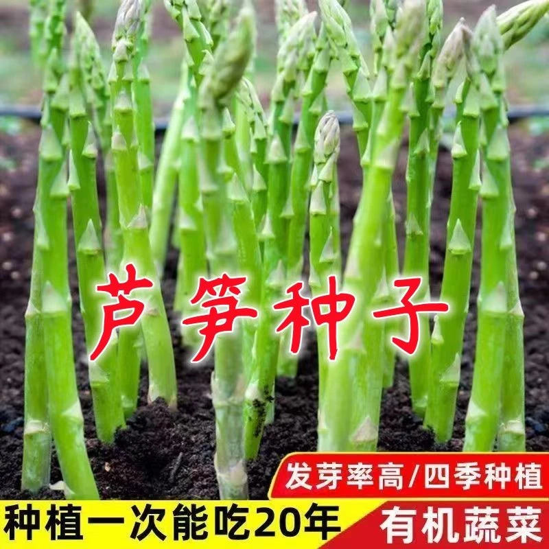 芦笋种子四季种植抗热耐寒多年生绿芦笋种籽农家高营养有机蔬菜种