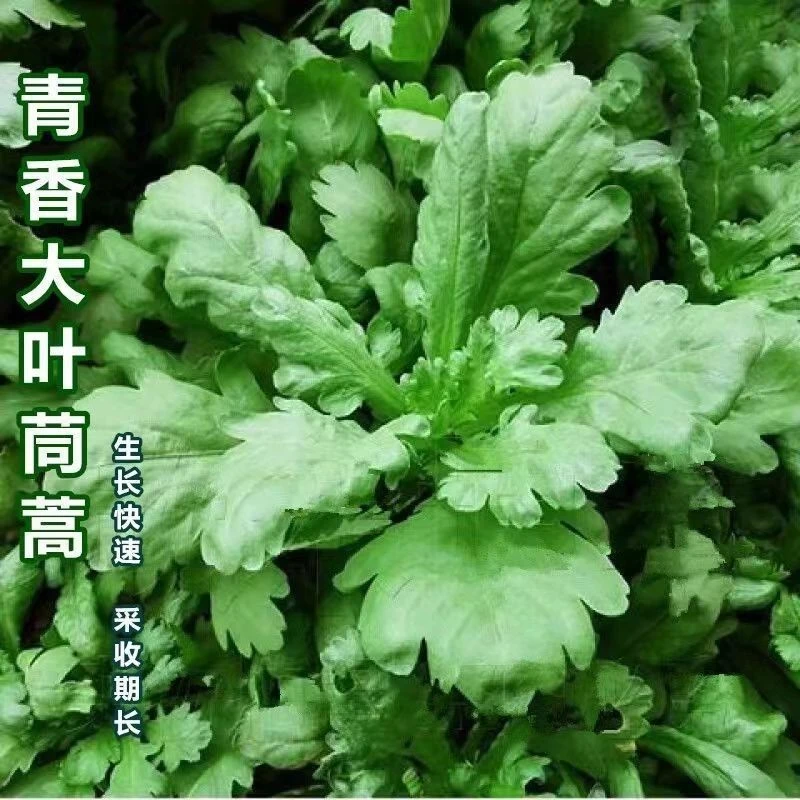 大叶茼蒿子蔬菜种套餐四季易种阳台盆栽可播种大田春秋菜子