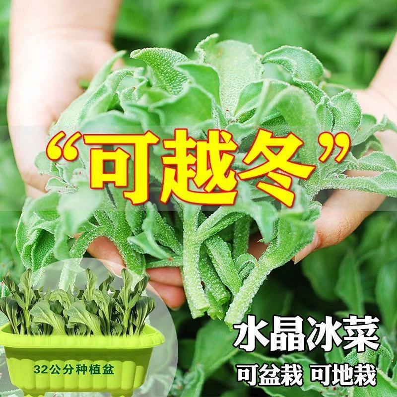 冰菜种子秋盆栽蔬菜种籽种冰草苗四季秋冬季菜种籽大全野菜孑粒
