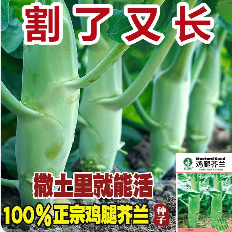 【割了又长】广东鸡腿芥兰菜种子四季蔬菜种子甜脆芥蓝菜阳台盆栽