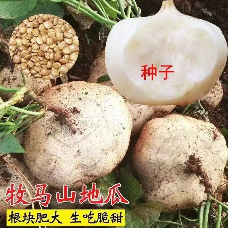 水果白地瓜春秋播种凉薯种子特大早熟高产早熟牧马山地瓜凉茹种籽