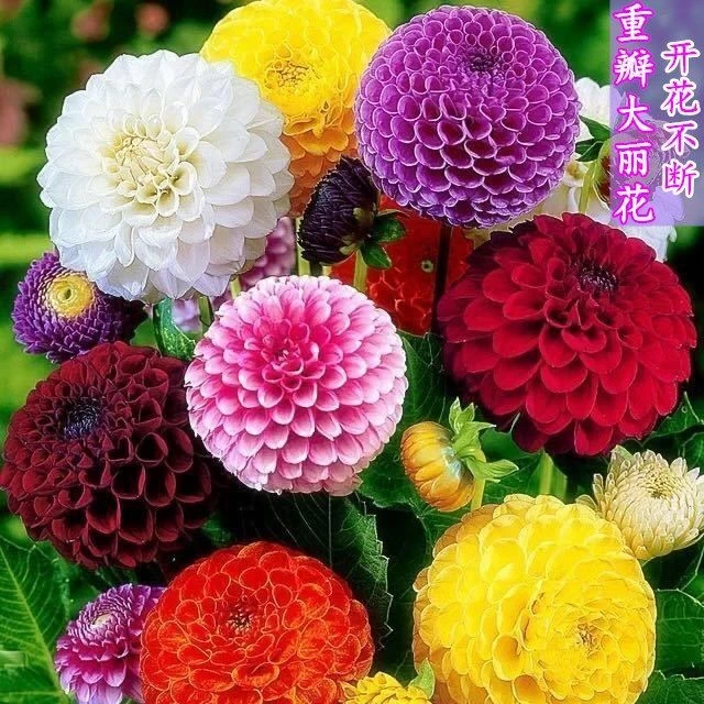 进口大丽花种子 秋播四季易种家庭室内阳台花卉花园 盆栽春播花籽