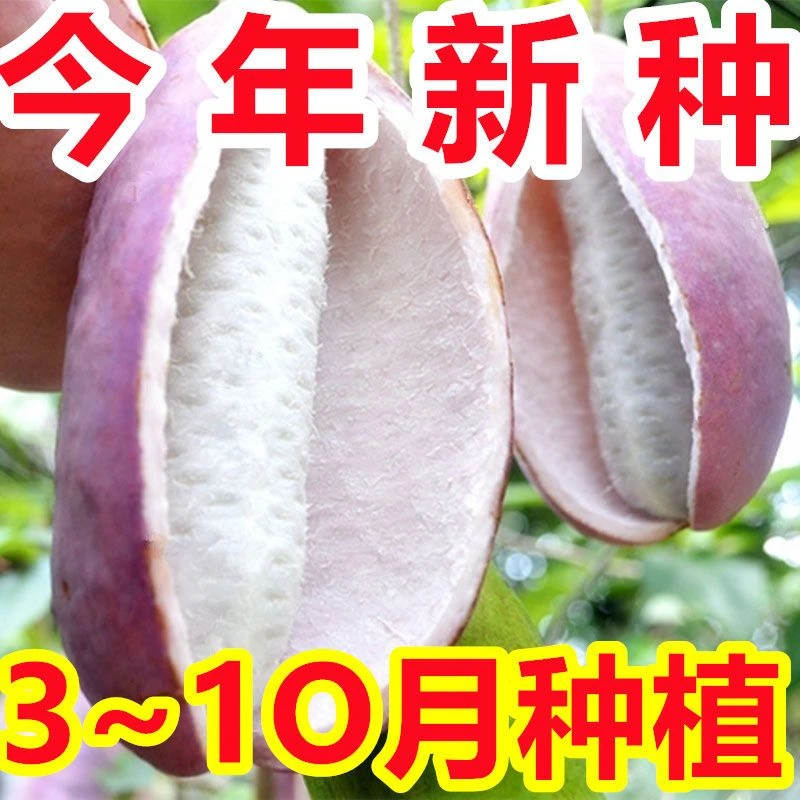 【今年新种】八月瓜八月炸种子膳食纤维四季盆栽食用水果种子