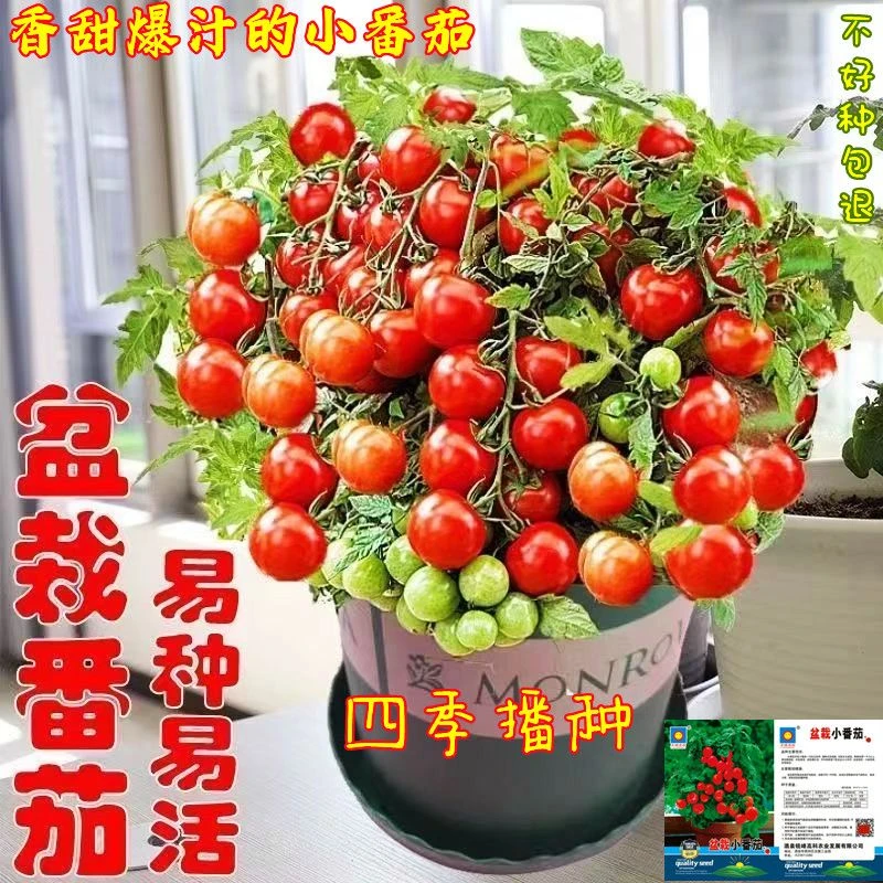 四季番茄种子矮生小番茄籽西红柿圣女果籽种庭院阳台盆栽水果种子