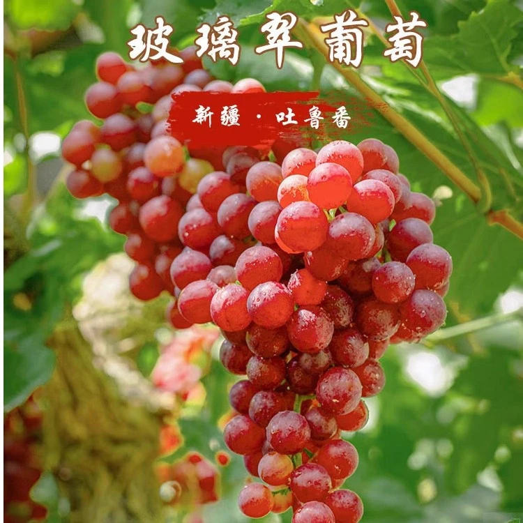 新疆吐鲁番新鲜葡萄 干4斤 无葡萄籽新鲜水果非阳光玫瑰仰望的天